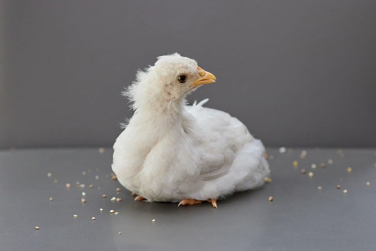 Vestido Ceclília